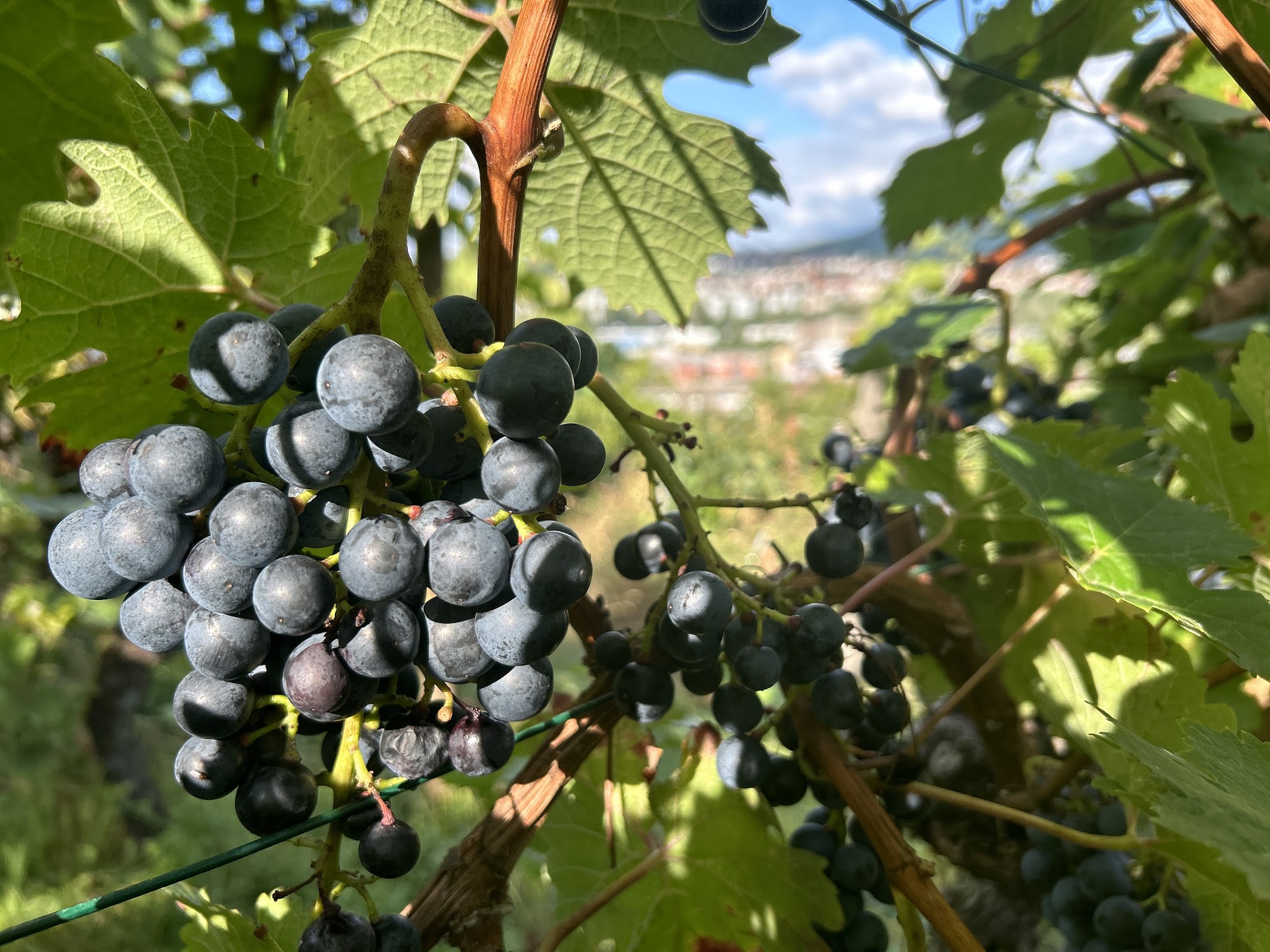 Weinberg in Stuttgart-Wangen