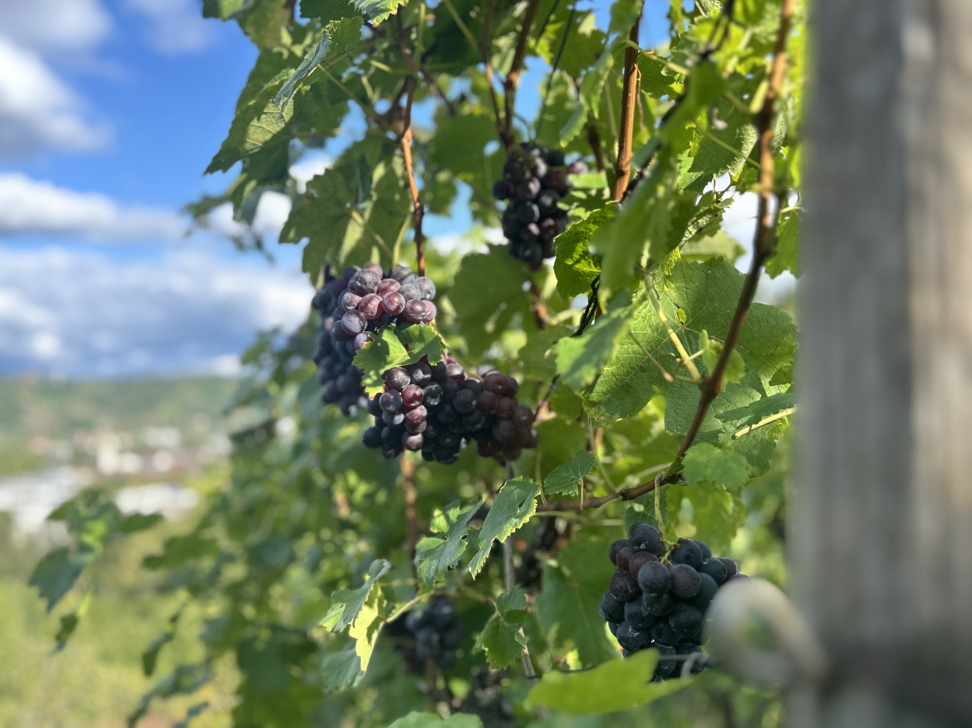 Rebstock im Sonnenlicht