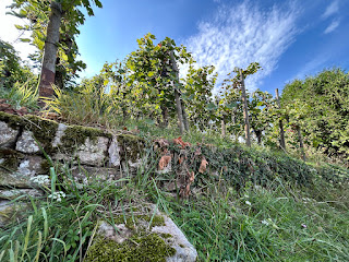 Reife Trauben am Stock