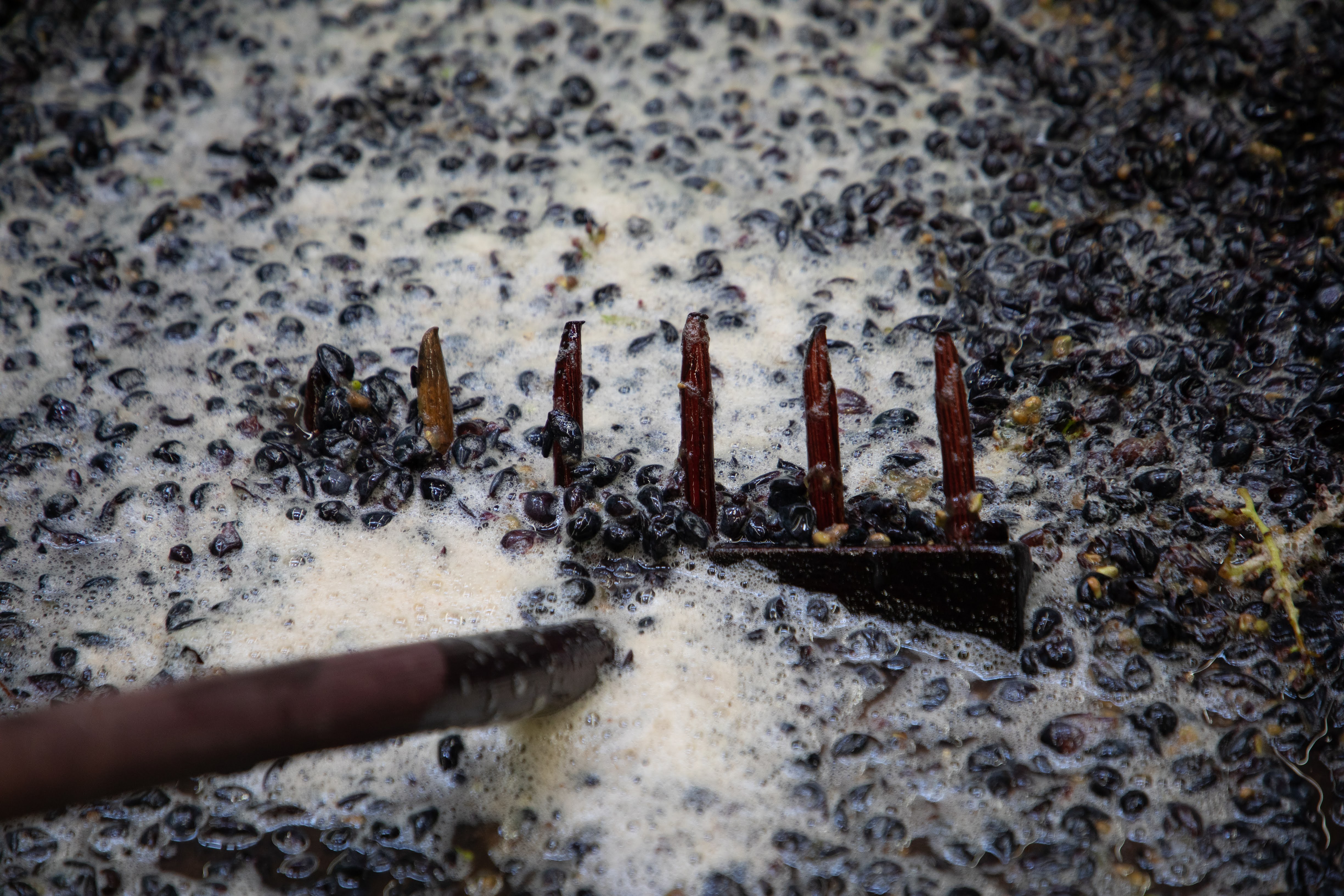 Weinlese im Weinberg