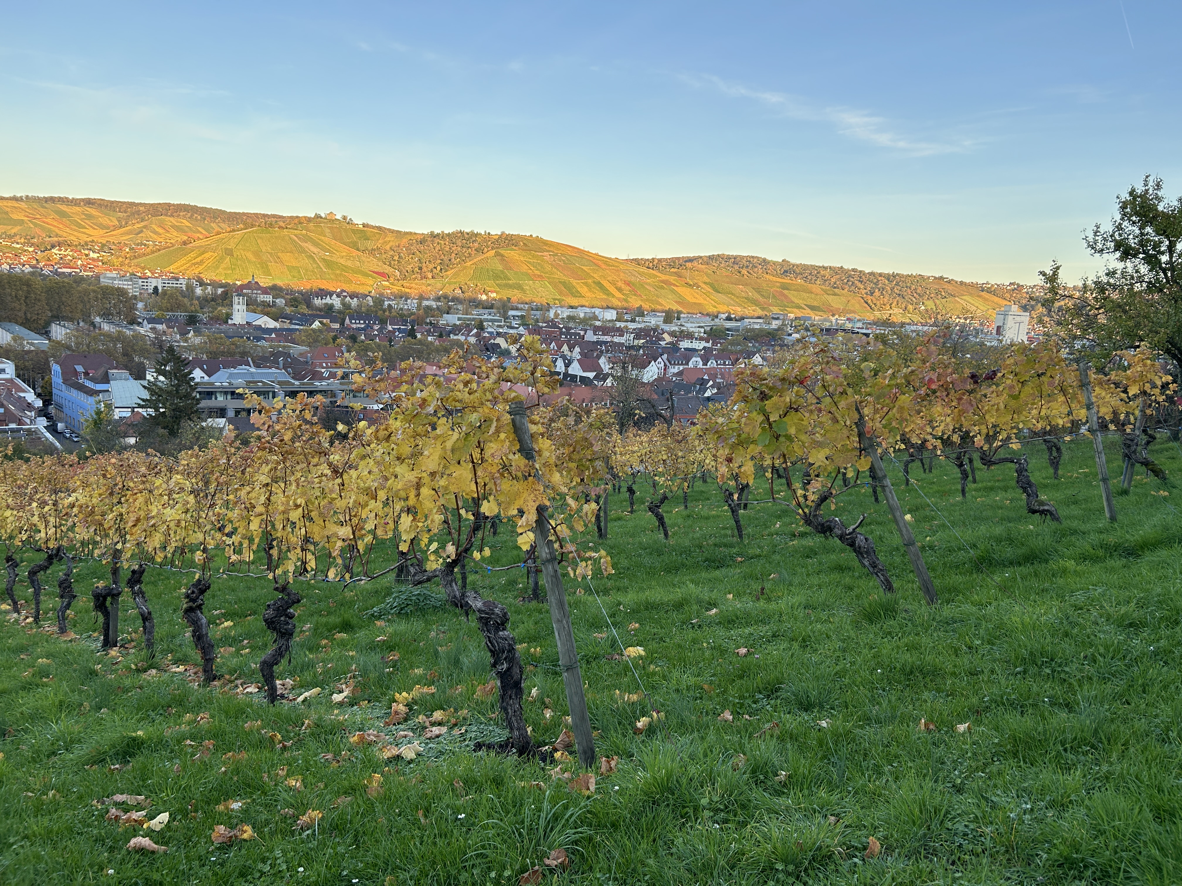 Weinberg im Herbst